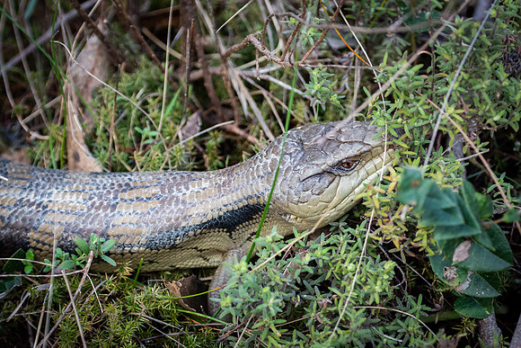 Blue-tongued lizard 8-08-2021