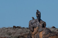 Wedge-tailed eagles on the way to Dome Rock