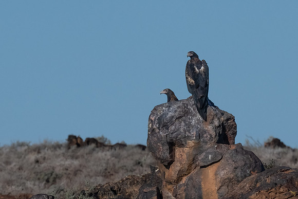 Wedge-tailed eagles on the way to Dome Rock