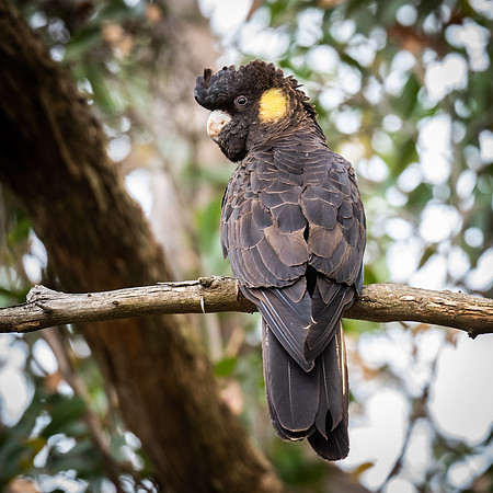 Yellow-tailed black cockatoo  20-02-2022