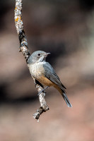 rufous whistler (female)