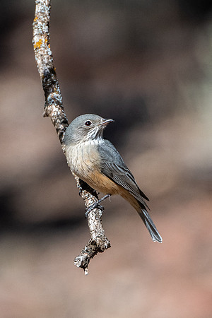 rufous whistler (female)