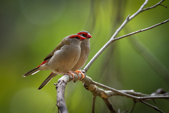 Red-browed firetails   13-02-2022