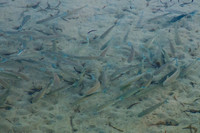 Whiting at Ceduna