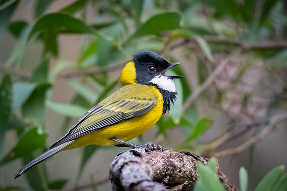 Golden Whistler, 18-07-2022