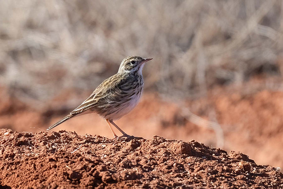 Australian Pipit