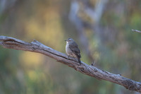 brown tree-creeper