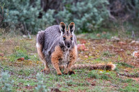 Yellow-footed rock-wallaby