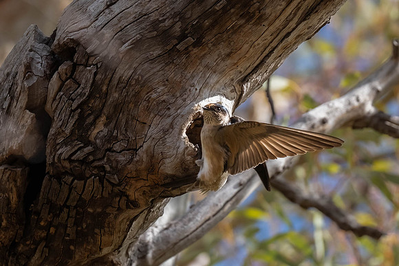 Tree martin