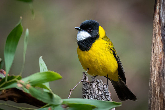 Golden Whistler, 18-07-2022