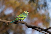 mallee ring-neck
