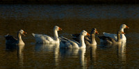 Geese in afternoon light