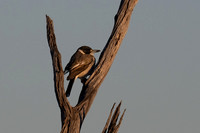 Grey butcherbird
