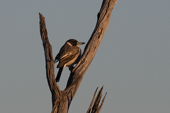 Grey butcherbird