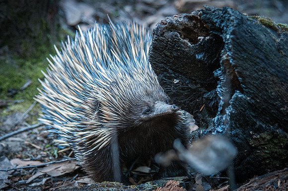 Echidna