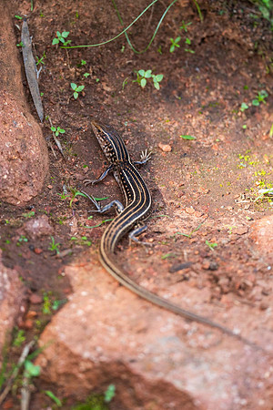 unidentified skink