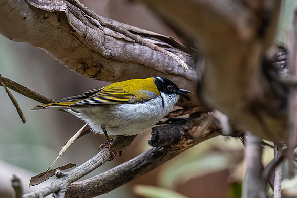 White-naped honeyeater , 18-07-2022