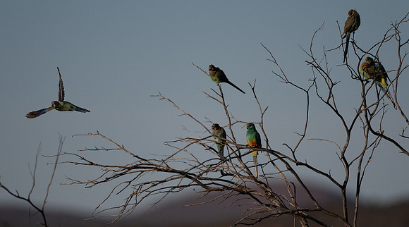 Mulga Parrots