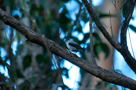 Varied Sitella