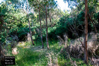 Gorse removal January 2023 (next 10)