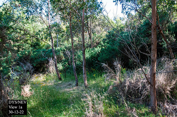 Gorse removal January 2023 (next 10)