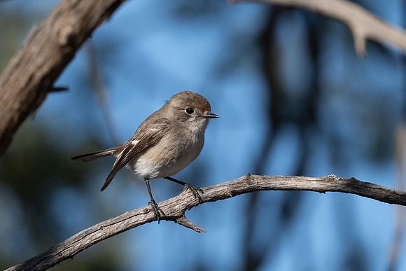 Red-capped robin (f)