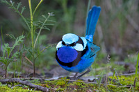 Splendid fairy-wren