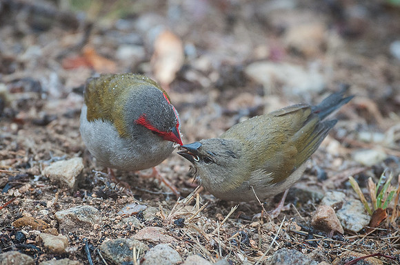 Red-browed Firetail Finch