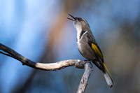 Crescent Honeyeater   31-05-2025