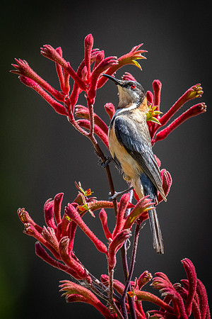 Eastern Spinebill  10-01-2022