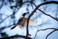 grey butcher-bird with breakfast