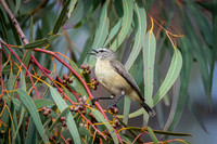 yellow-rumped thornbill