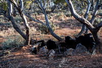 how big would this mallee tree once have been ??