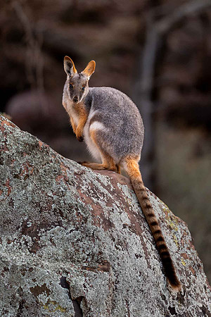 Yellow-footed Rock-Wallaby, Brachina Gorge