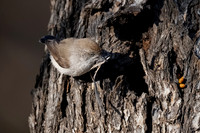 Chesnut-rumped thornbill