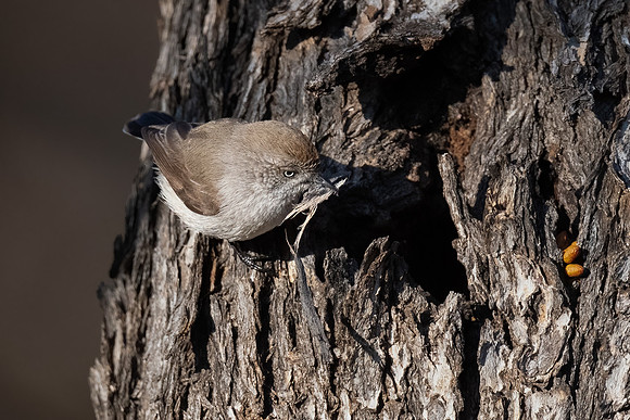 Chesnut-rumped thornbill