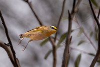 striated pardalote