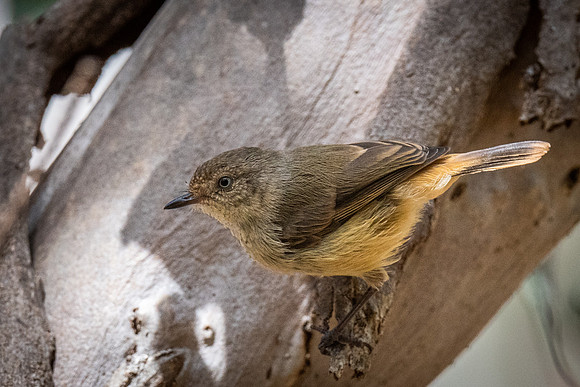 Buff-rumped thornbill   13-02-2022