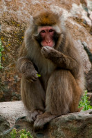 Japanese Macaque