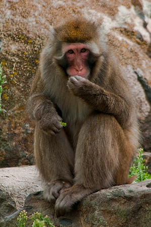 Japanese Macaque