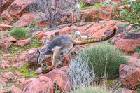 Yellow-footed rock-wallaby