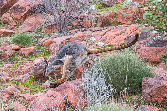 Yellow-footed rock-wallaby