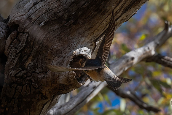 Tree martin